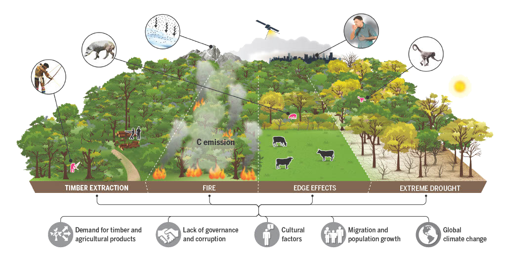 Identification of human activities in the Amazon forests